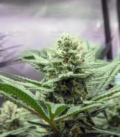 Wedding Cake (Cali Buds Seeds) Cannabis-Samen