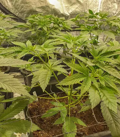 Wedding Cookies Samen feminisiert (Original Sensible Seeds)