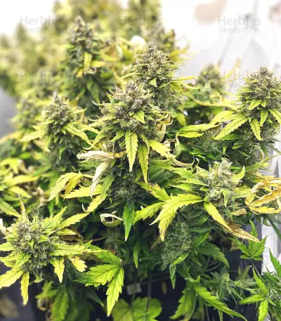 Mexican Airlines Auto (Fast Buds) Cannabis-Samen