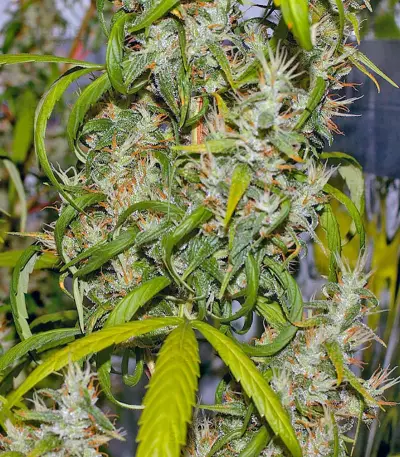 Neville's Haze (GHS) Cannabis-Samen
