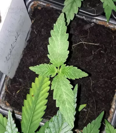 Alien Gorilla (Big Head Seeds) Cannabis-Samen