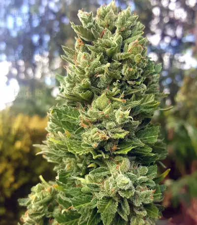 Auto Critical Soma (Advanced Seeds) Cannabis-Samen