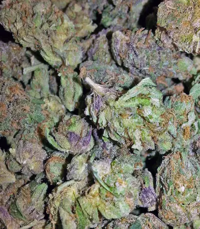Cheese (Big Buddha Seeds) Cannabis-Samen