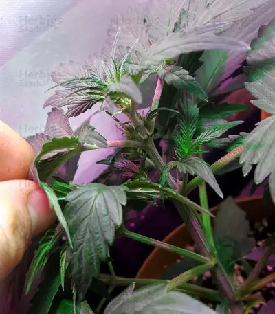 CBD 1:1 Silver Lime Haze Autoflower (Seedstockers)