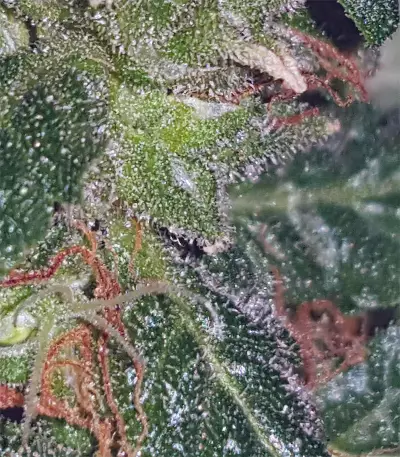 Candyland (Grand Daddy Purp) Cannabis-Samen
