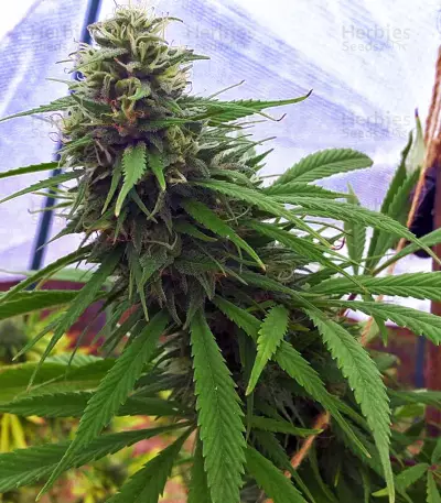 Critical Mass Regular (Mr. Nice Seedbank) Cannabis-Samen