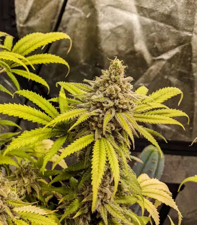 Critical Super Silver Haze (Delicious Seeds)