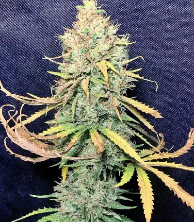 Exodus Kush (DNA Genetics) Cannabis-Samen