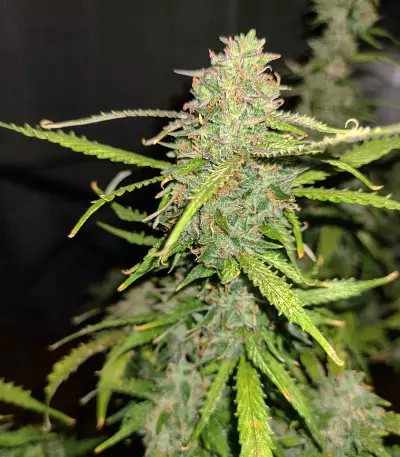 Hindu Kush (Sensi Seeds) Cannabis-Samen