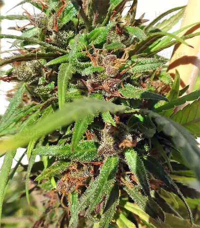 Honduras Regular (Ace Seeds) Cannabis-Samen