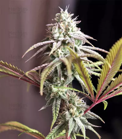 Mangobiche Kush Regular (CannaBioGen) Cannabis-Samen