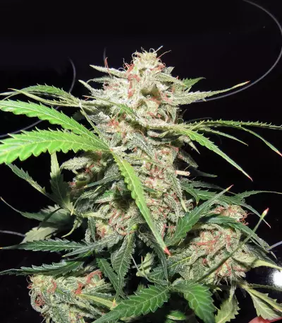 NYC Diesel regular (Soma Seeds) Cannabis-Samen