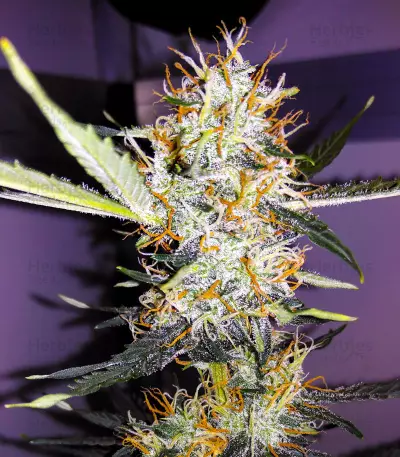 Narcotherapy Auto (Cream of the Crop Seeds) Cannabis-Samen