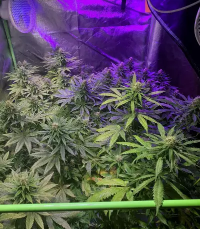 Purple Punch (Seedstockers) Cannabis-Samen
