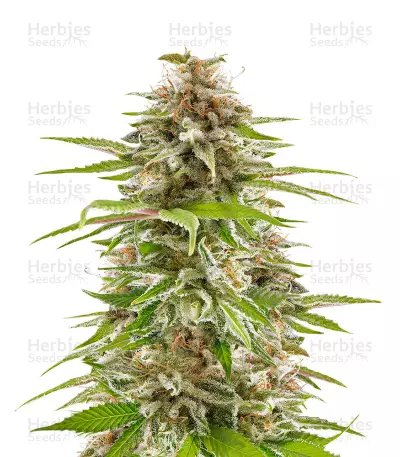 Sherbert Dab (Big Head Seeds) Cannabis-Samen