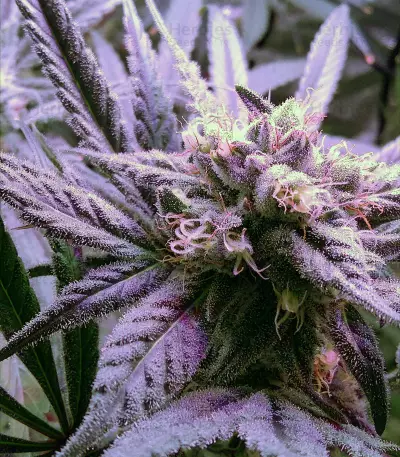 Sour Tangie (Reserva Privada) Cannabis-Samen
