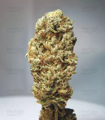 Strawberry Glue (T.H. Seeds) Cannabis-Samen