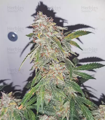 Sweet Mango Auto (GHS) Cannabis-Samen