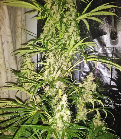Tikal (Ace Seeds) Cannabis-Samen