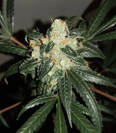 Wedding Cake Auto feminisierte Samen (Barney’s Farm)