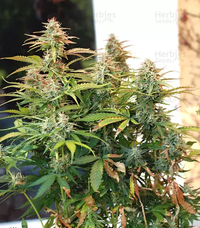 White Haze Automatic (White Label) Cannabis-Samen