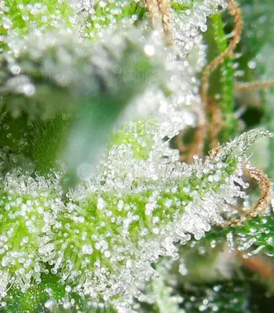 Zamaldelica regular (Ace Seeds) Cannabis-Samen