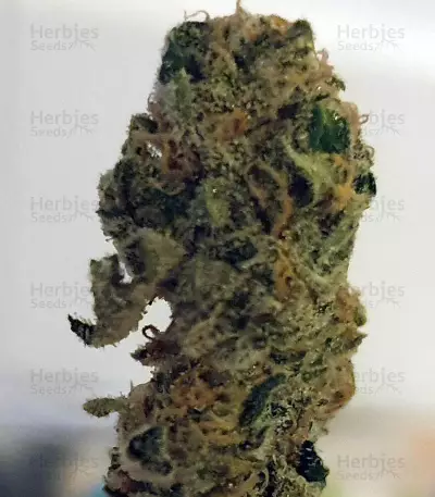 Auto Masszar (Critical Mass Collective Seeds) Cannabis-Samen