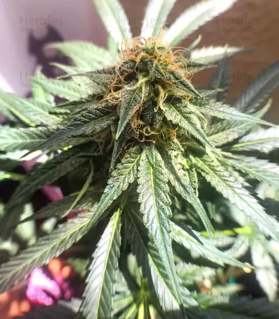 Critical Automatic (BlimBurn Seeds)