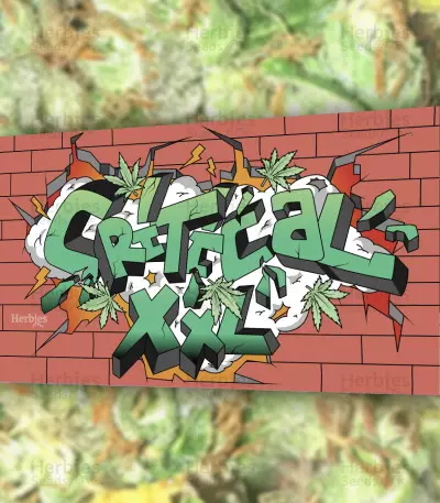 Critical XXL feminisierte Samen (Herbies Seeds)