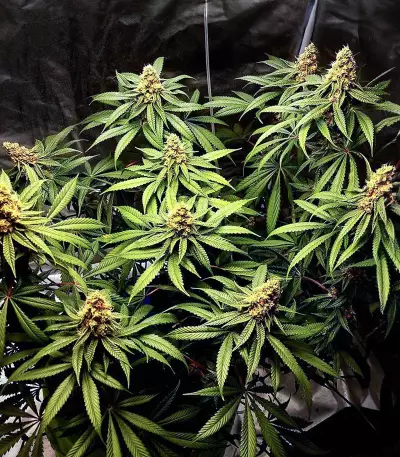 Dozy Sith feminisierte Samen (AlphaFem Seeds)