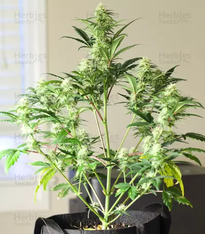 Godzilla Original Glue GG#4 feminisierte Samen (Herbies Seeds)