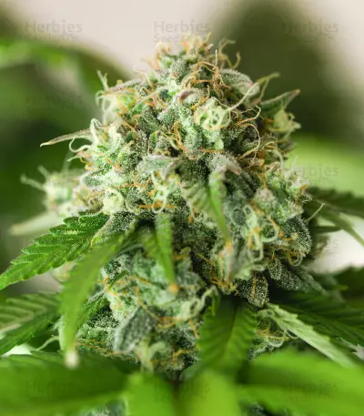 Godzilla Original Glue GG#4 feminisierte Samen (Herbies Seeds)