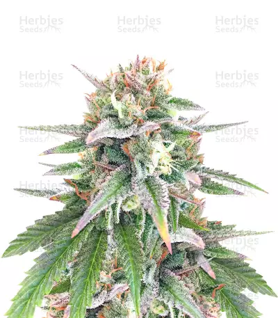 Kush 'N' Cookies CBD (Garden of Green Seeds) Cannabis-Samen