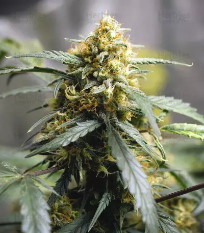 Original Auto Northern Lights (Fast Buds) Cannabis-Samen