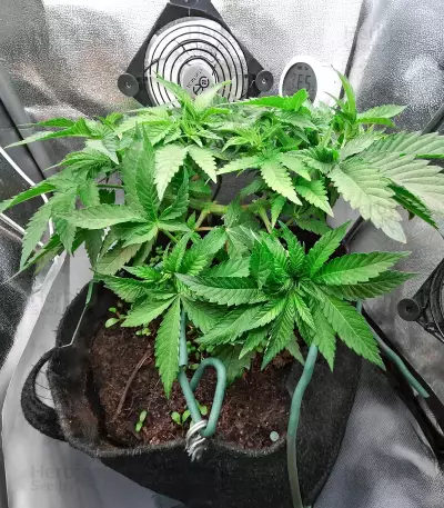 Original Glue (Nirvana Seeds) Cannabis-Samen