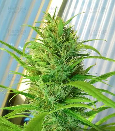 Passion #1 (Dutch Passion) Cannabis-Samen