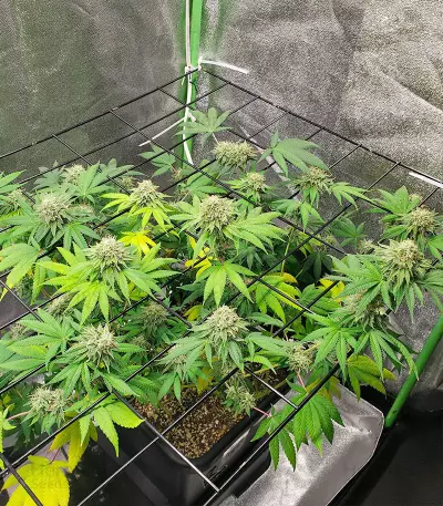 Purple Punch x Lemon Drizzle feminisierte Samen (Barney’s Farm)