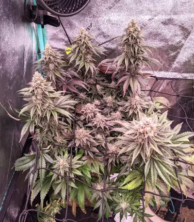 Runtz feminisierte Samen (Barney’s Farm)