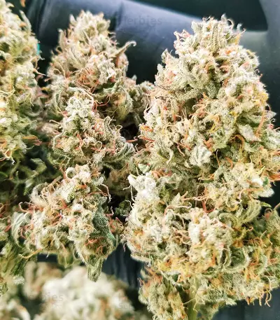 Skywalker OG Auto Samen feminisiert (Barney's Farm)