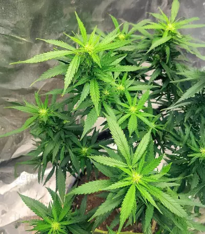 SoCal Masterkush Regular (BC Bud Depot Seeds) Cannabis-Samen