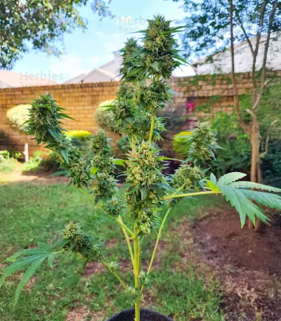 Somango XXL (Nirvana Seeds) Cannabis-Samen