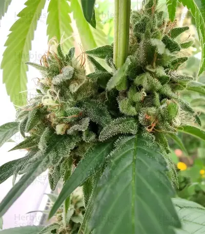 Black Berry OG (Emerald Triangle Seeds) Cannabis-Samen