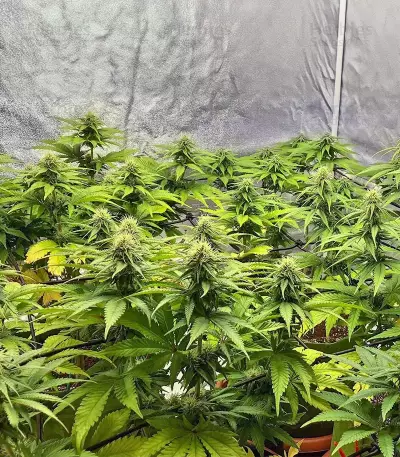 Bubba Kush (GHS) Cannabis-Samen