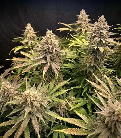 Crop Doctor CBD (Cream of the Crop Seeds)