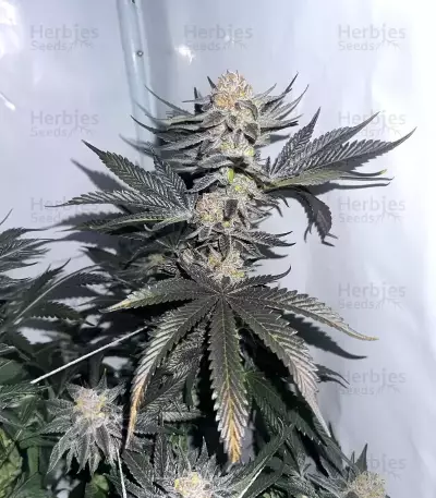 Gelato #45 Samen feminisiert (Barney's Farm)