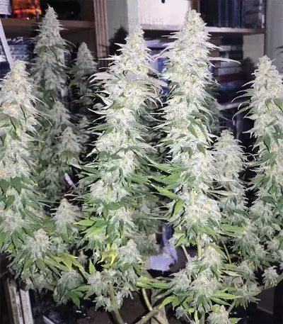 GG#4 Original Glue feminisierte Samen (Original Sensible Seeds)