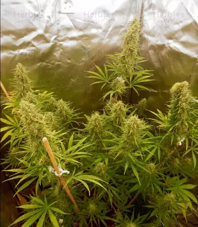 Malawi (Ace Seeds) Cannabis-Samen