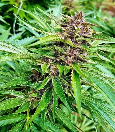 Pure Kush (Original Sensible Seeds) Cannabis-Samen