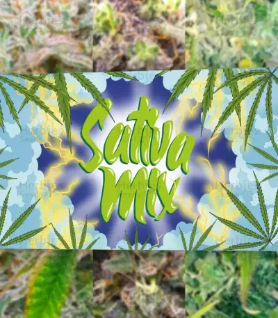 Sativa Mix Samen feminisiert (Herbies Seeds)