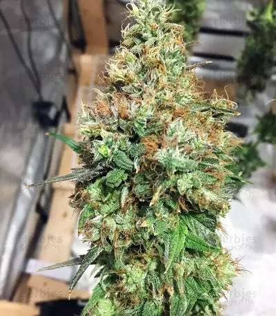 THC Pro (Big Head Seeds) Cannabis-Samen